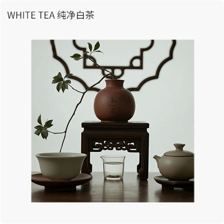 WHITE TEA 纯净白茶